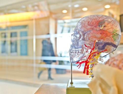 What we know about the structures of human brain