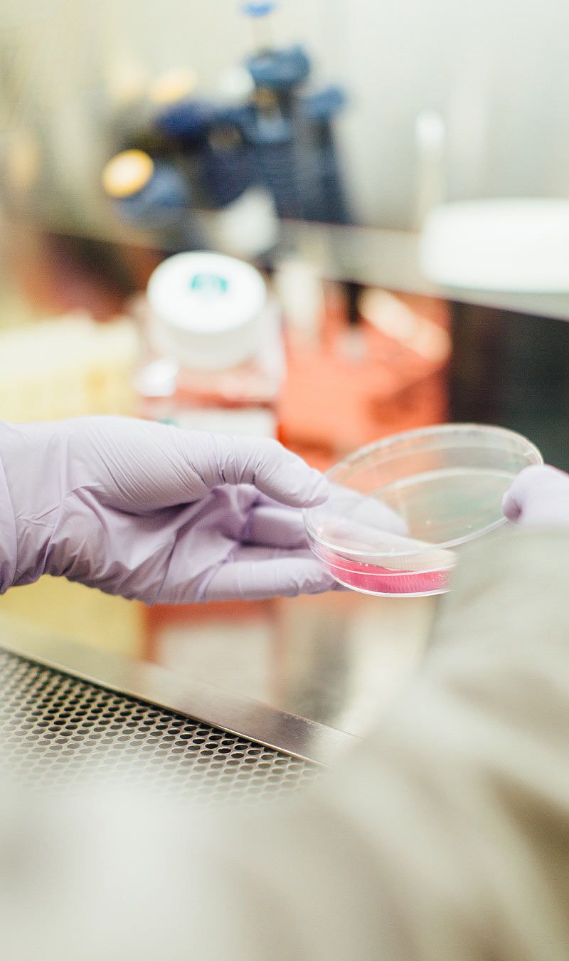 Gloved Hand Holding Petri Dish Gloved Hand Holding Petri Dish